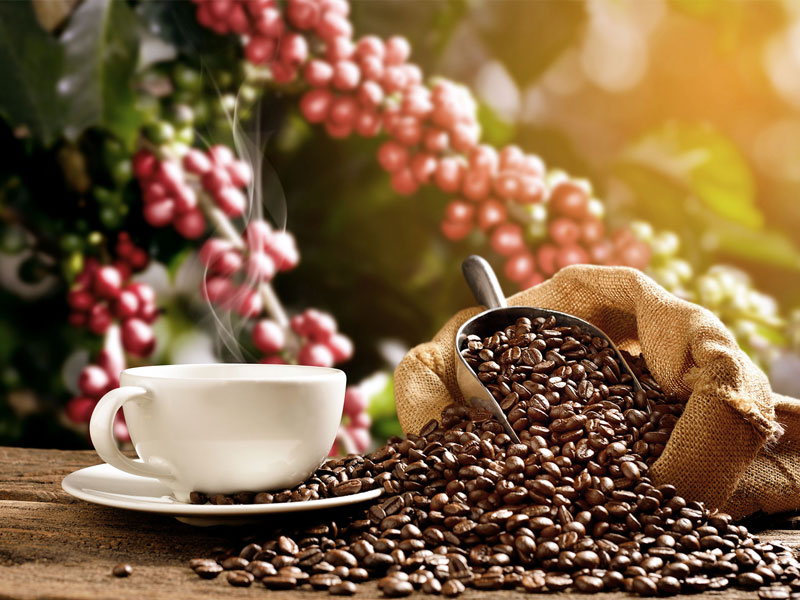 Kopi Luwak DAS ist der teuerste Kaffee der Welt Männersache Kopi Luwak DAS ist der teuerste Kaffee der Welt Männersache