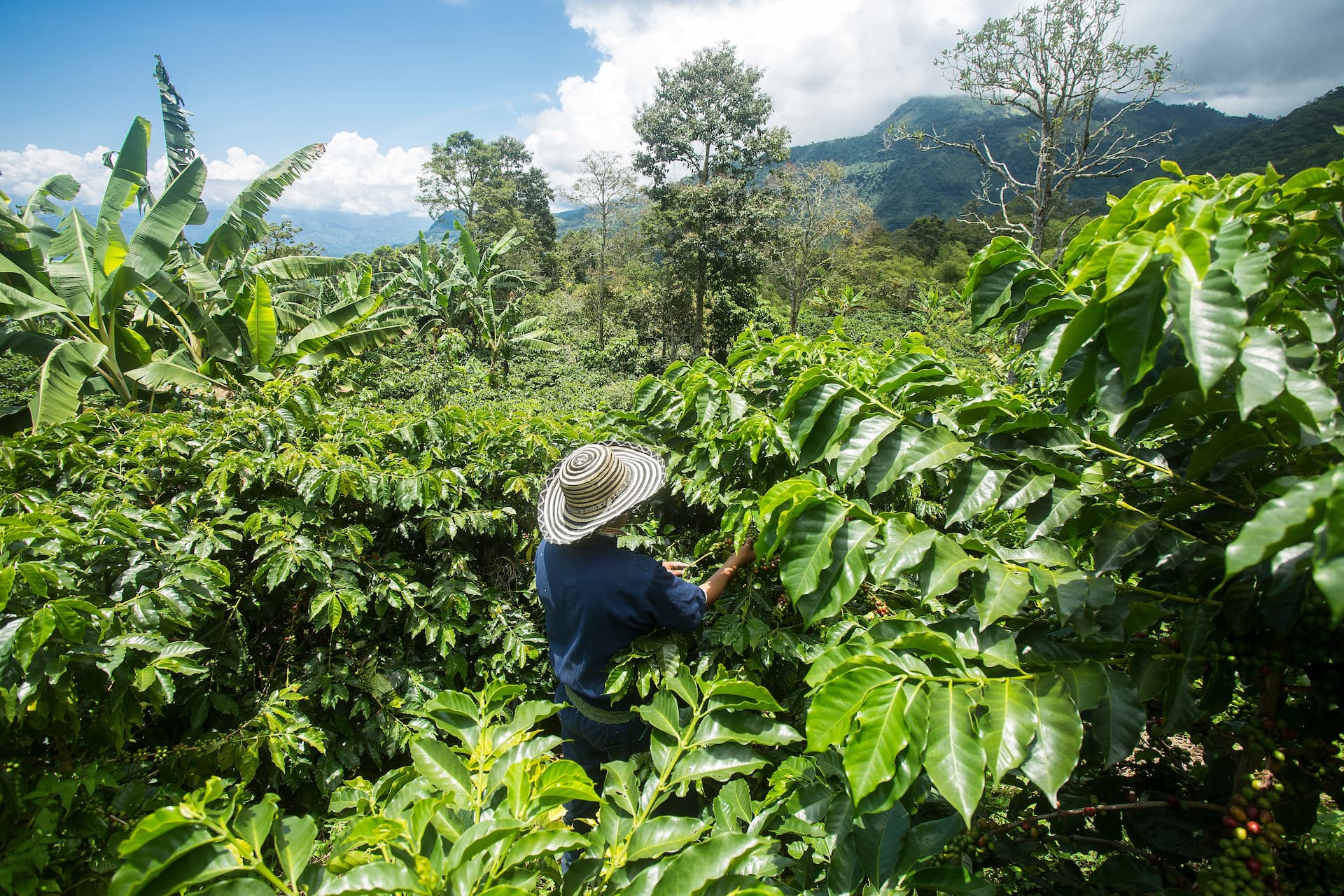 Bauer mit Strohhut arbeitet auf einer Kaffeeplantage in tropischer Landschaft.