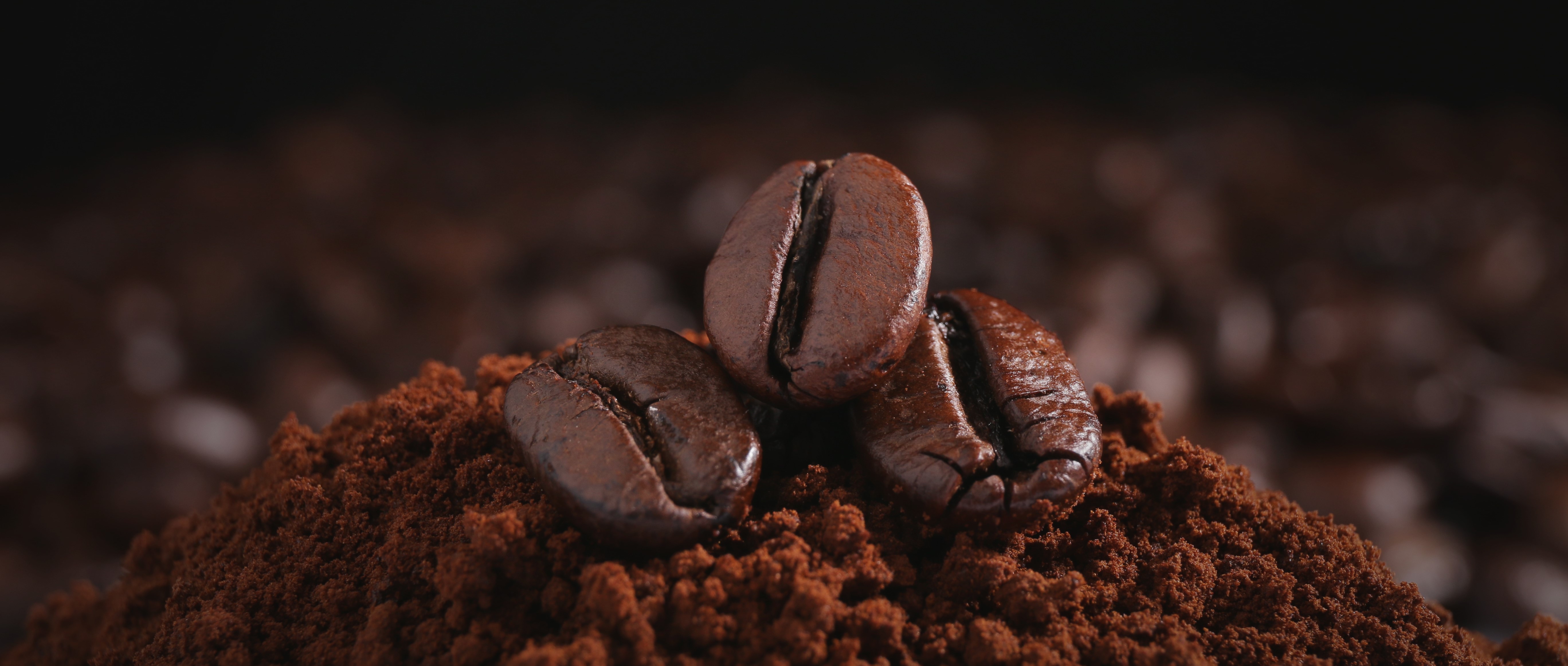 Drei dunkle Kaffeebohnen liegen auf frisch gemahlenem Kaffeepulver in Nahaufnahme.