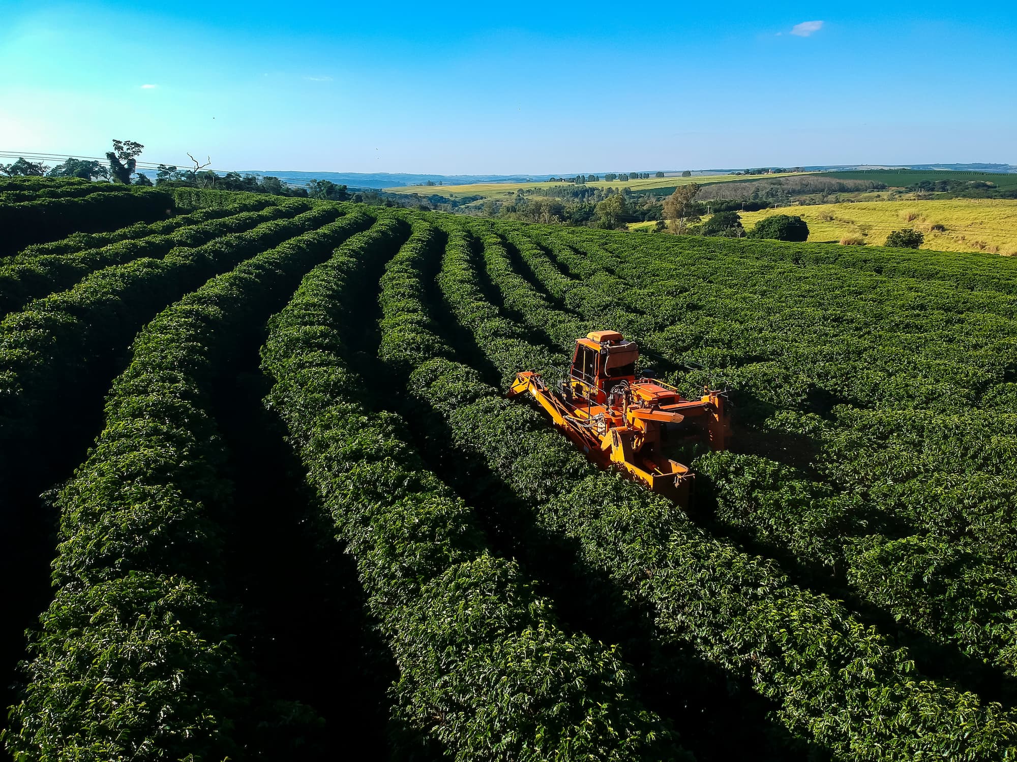 Große Kaffeeplantage mit moderner Erntemaschine in Aktion.