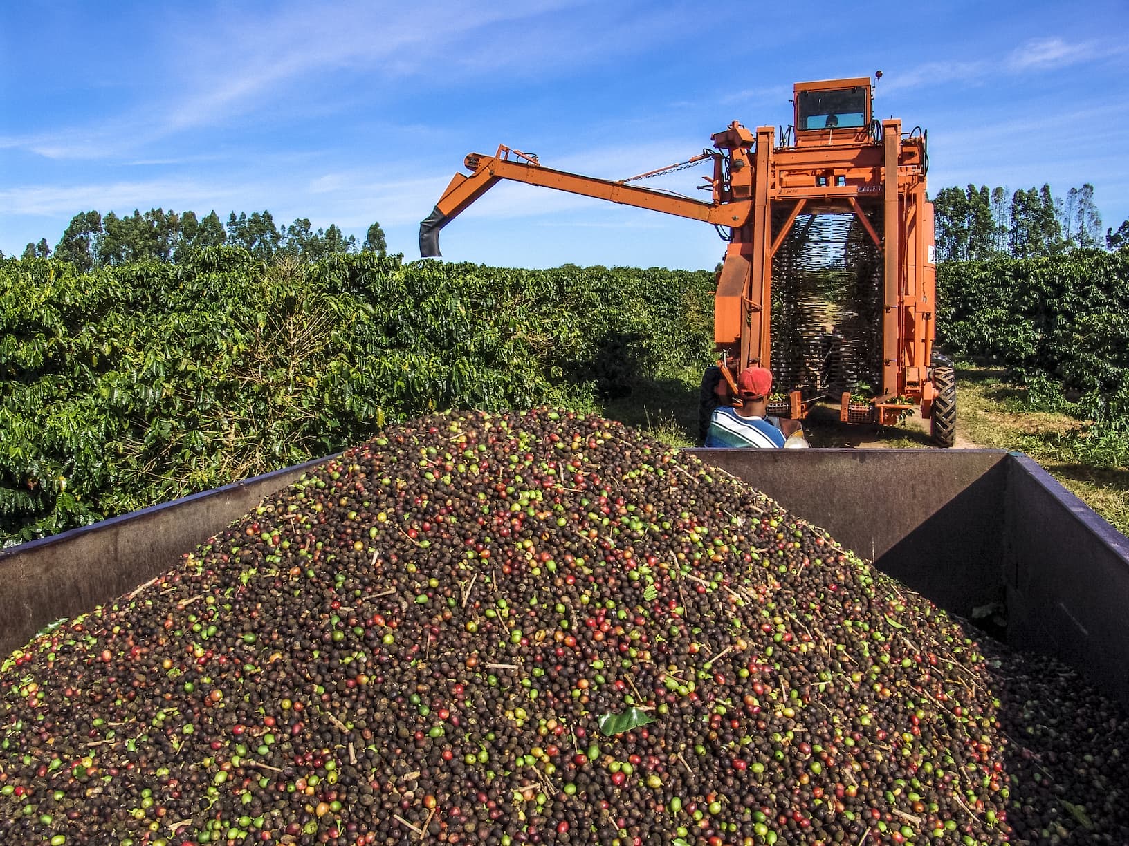 Erntemaschine sammelt Kaffeekirschen auf einer großen Kaffeeplantage.