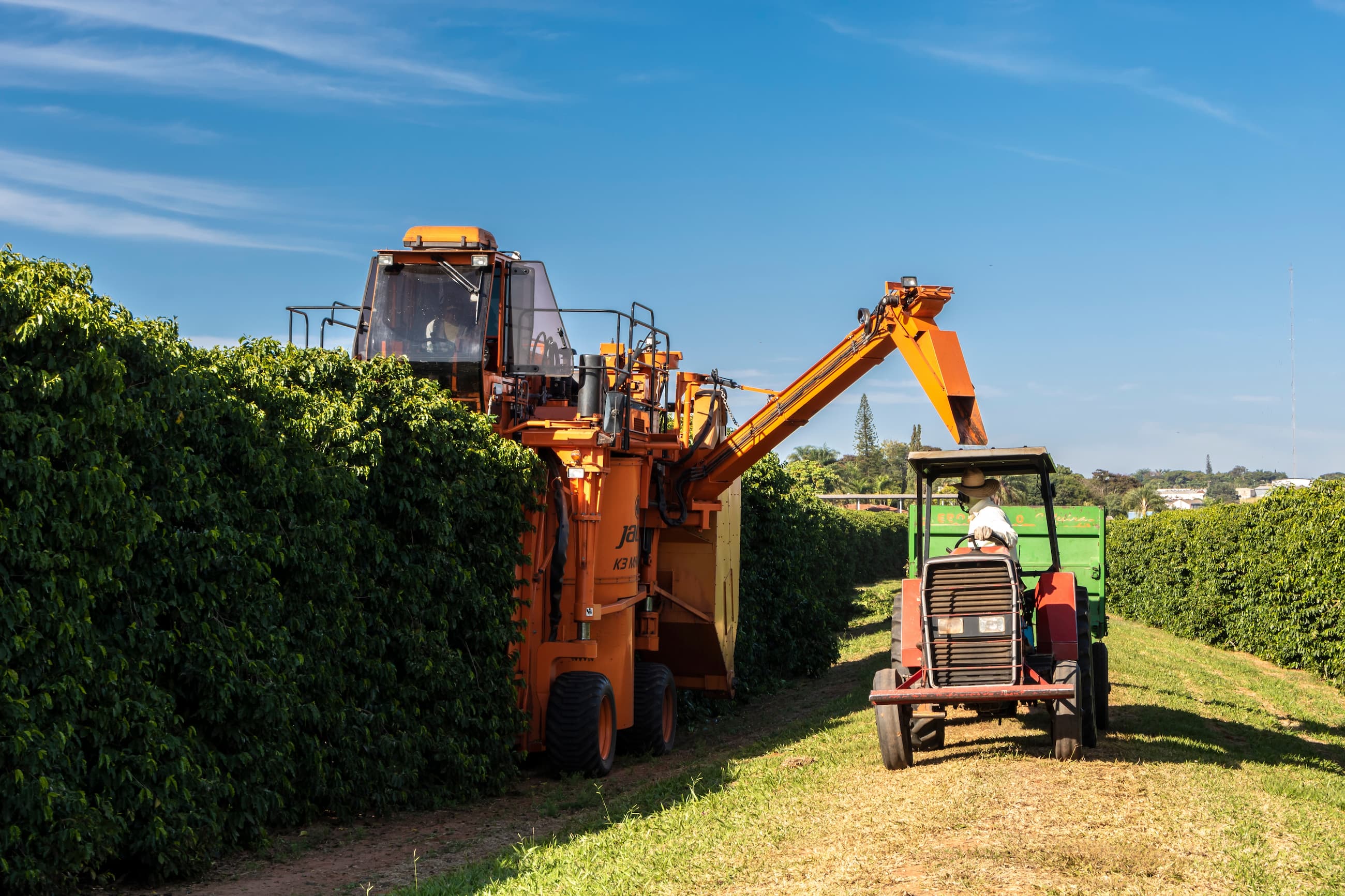 Kaffeemaschine erntet Bohnen, Traktor fährt daneben auf Plantage.