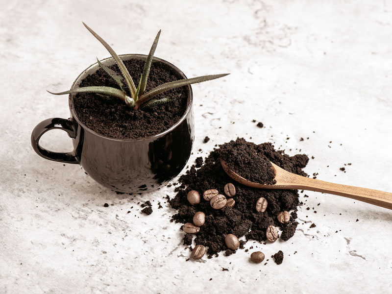 Kaffee als Dünger Der Helfer im Garten