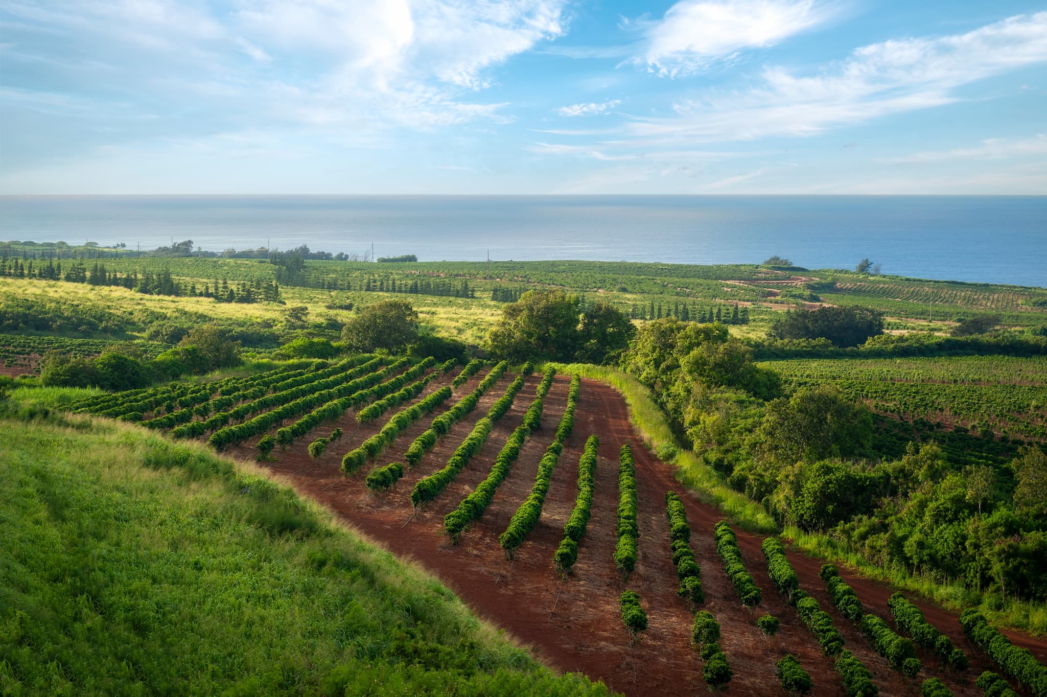 Weitläufige Kaffeeplantage mit Blick auf das Meer und blauem Himmel.