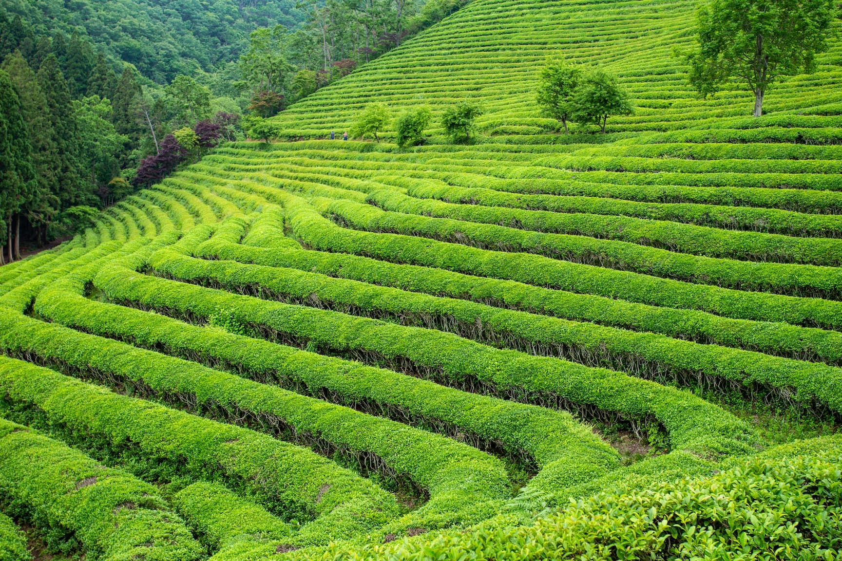 Reihen von gruenen Matcha-Plantage auf einer huegeligen Plantage in tropischer Berglandschaft.