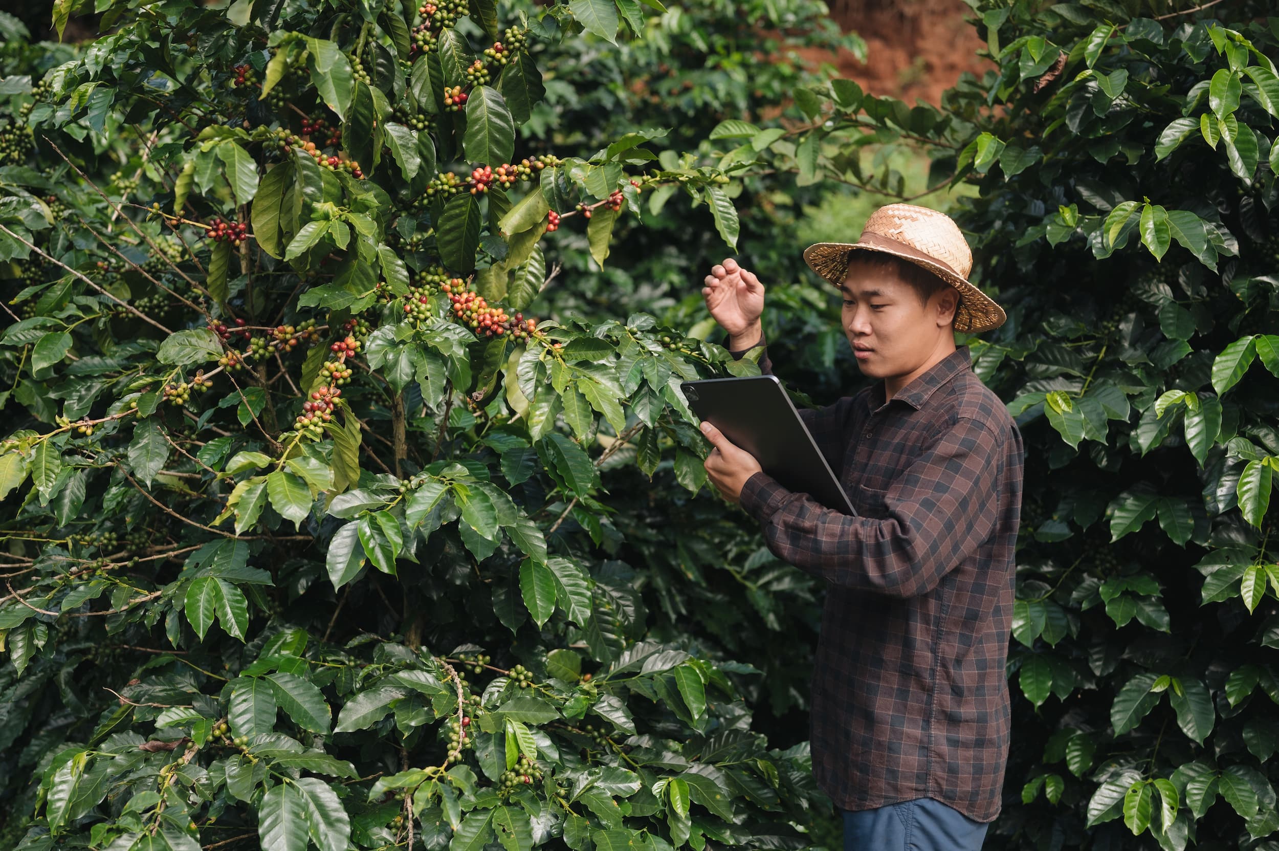 Kaffeebauer inspiziert Pflanzen und Kaffeekirschen mit Tablet in der Hand.