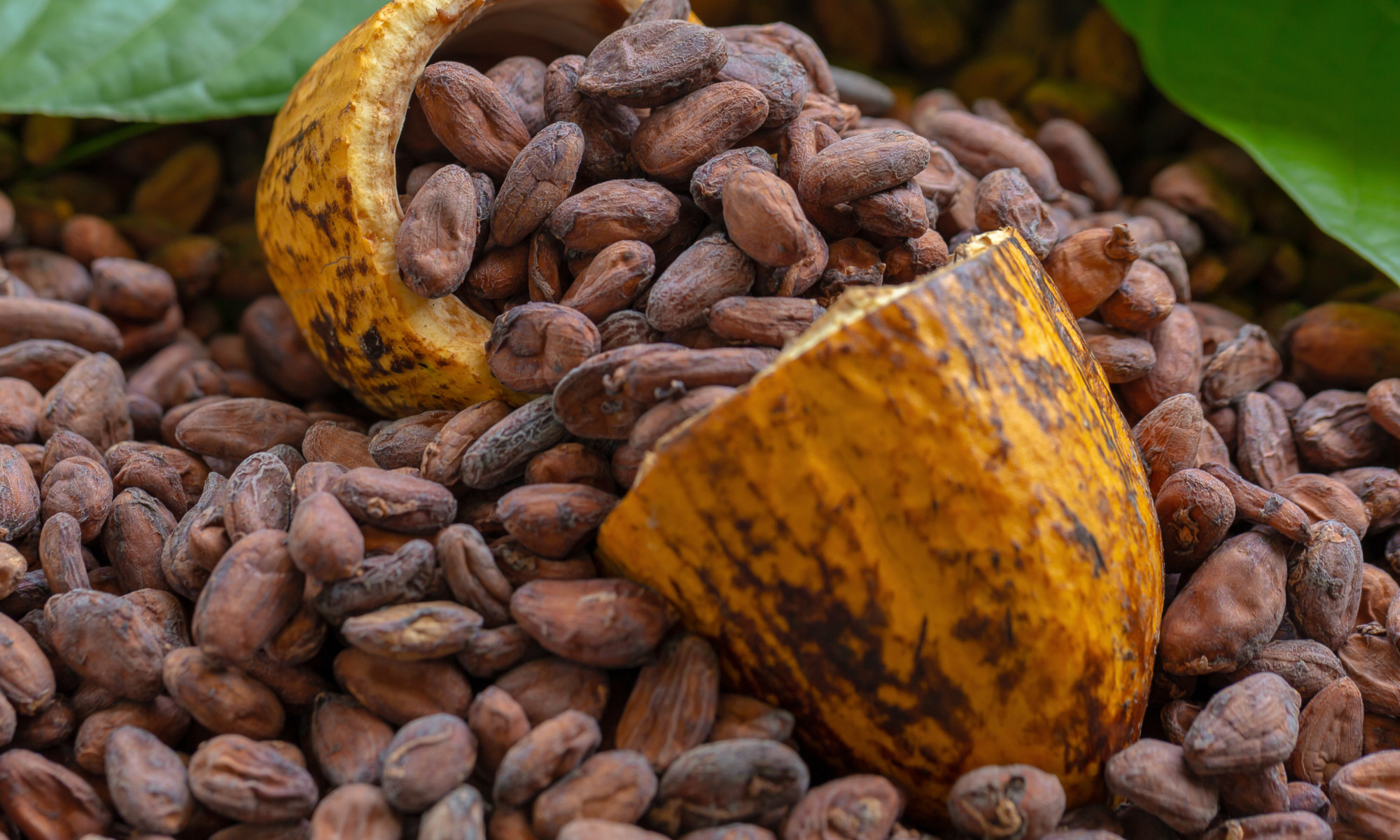 Offene Kakaoschote mit braunen Kakaobohnen, Symbol für Schokolade.
