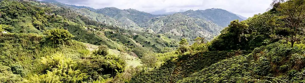 Kaffee aus Kolumbien