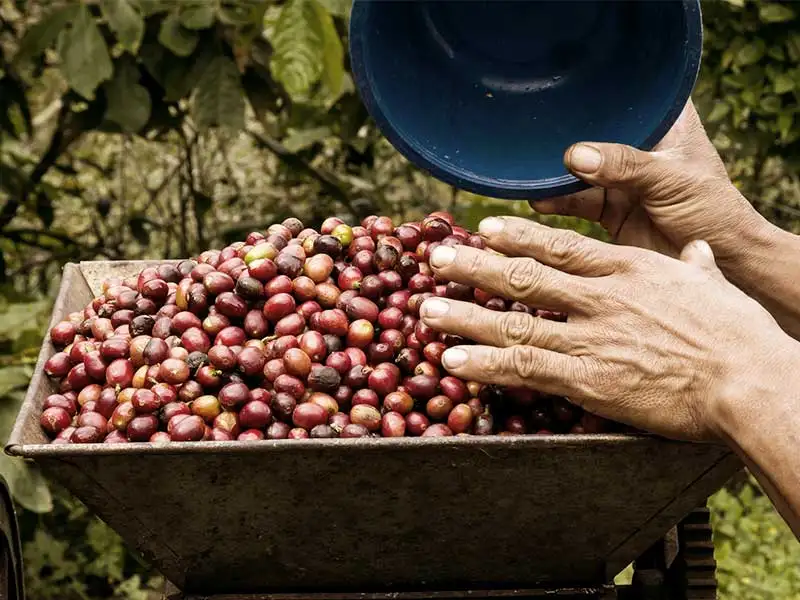 mexikanischer Kaffee mexikanischer Kaffee