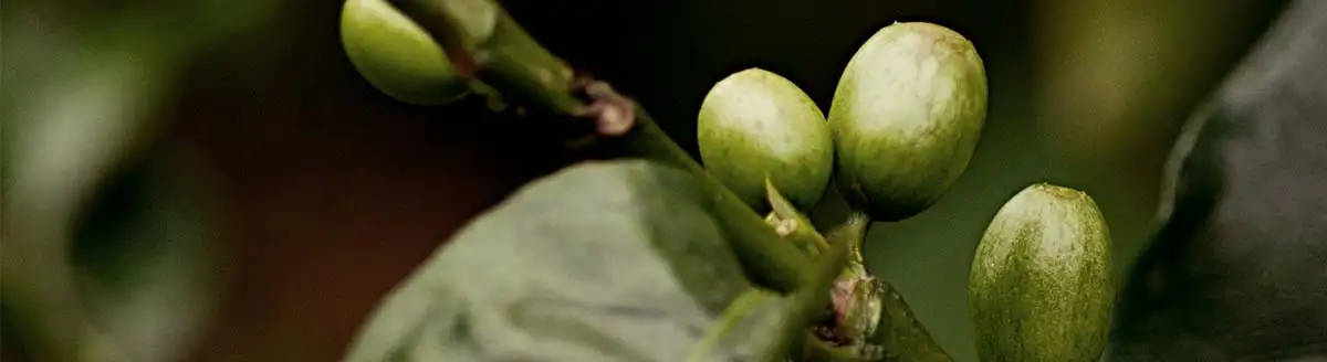 Kaffeekirsche unreif